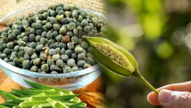 Photo of Okra Seed (Benefits)