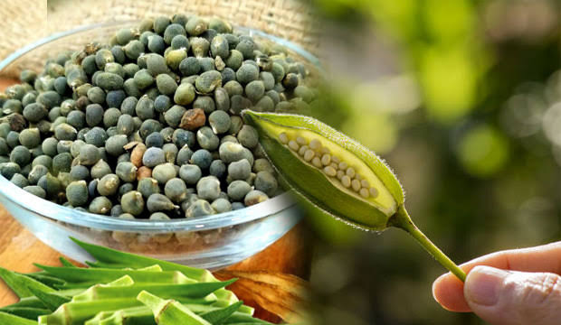 Okra Seed Benefits