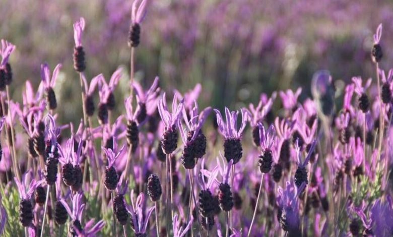 black seed oil benefits