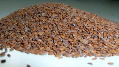Photo of Benefits of Cress Seed Oil