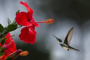 Hibiscus tea