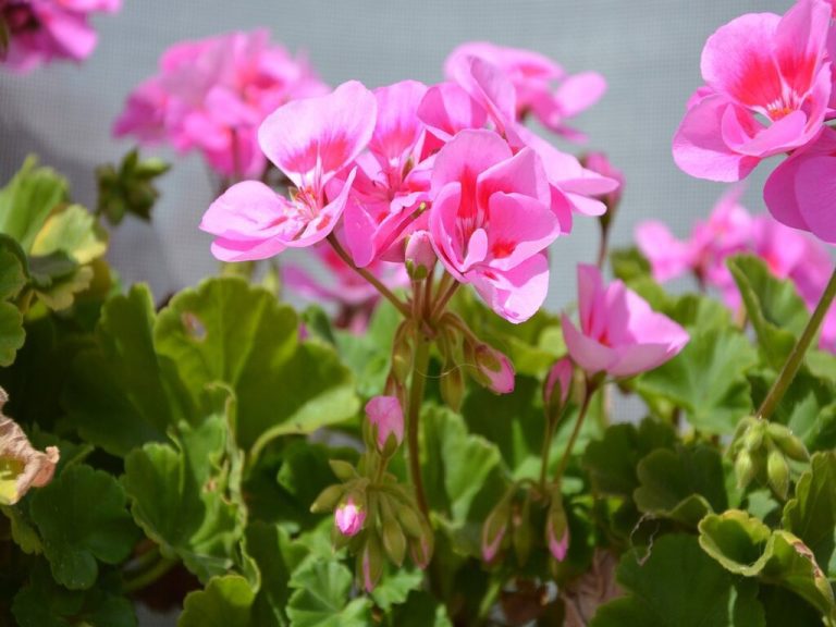 Benefits of Geranium Essential Oil