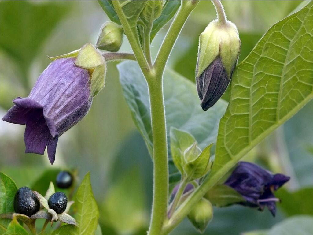 What is Belladonna? (Best Information on Homeopathic Medicine)