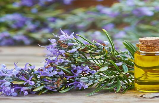 Properties and benefits of rosemary essential oil