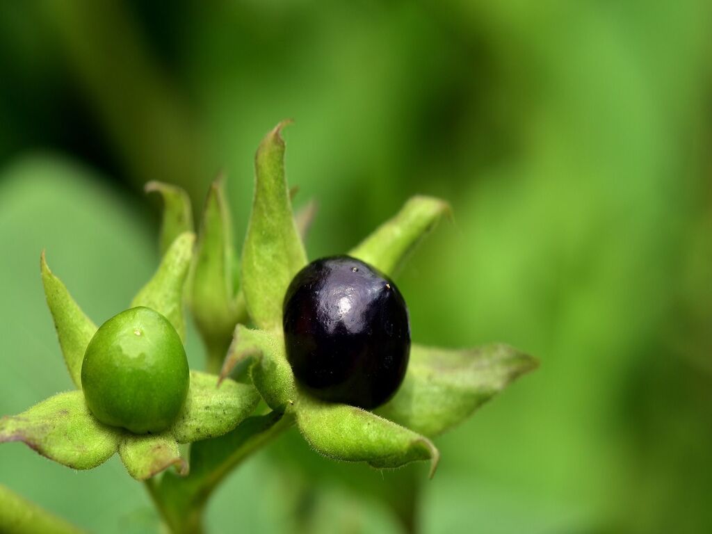 What is Atropa Belladonna?