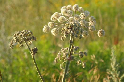 Angelica essential oil