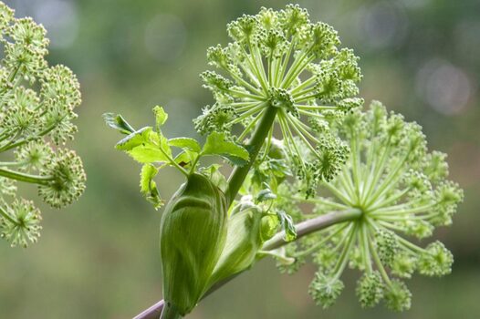 How to use angelica root oil?